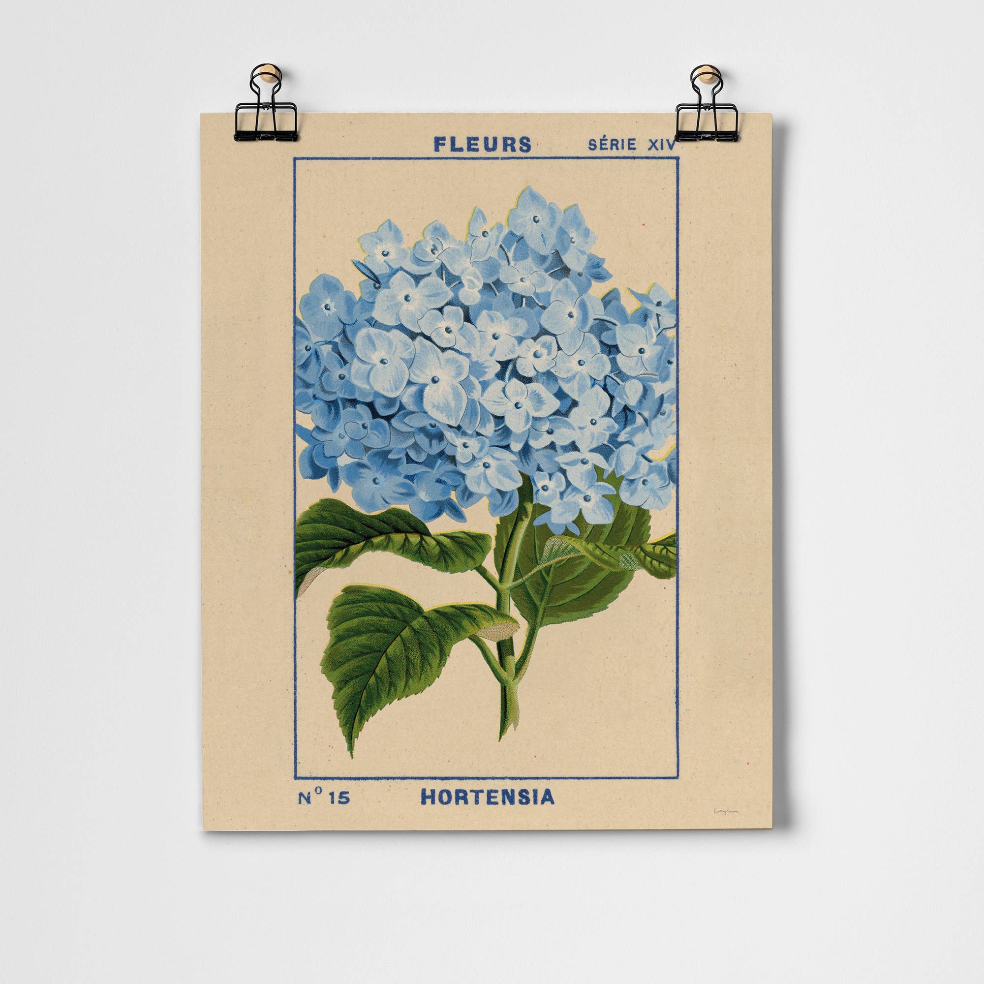 Roomytown Inc - Hydrangea Fine Art Print