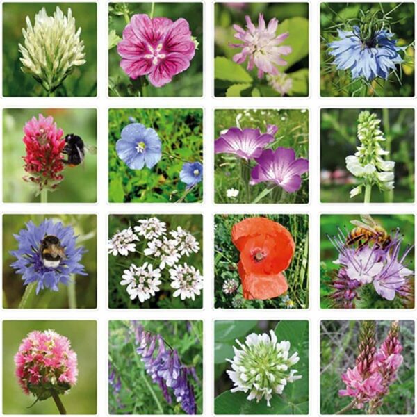 Blossombs Small Box - Dear Teacher-  7 Seed Bomb Balls - Image 8