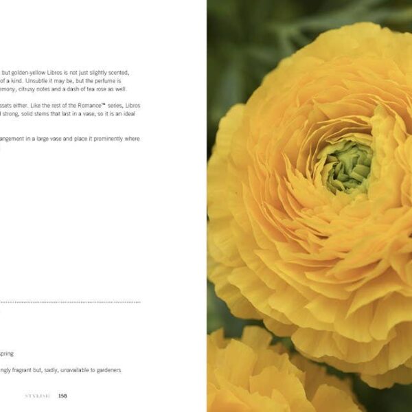 Ranunculus: Beautiful varieties for home and garden - Image 4
