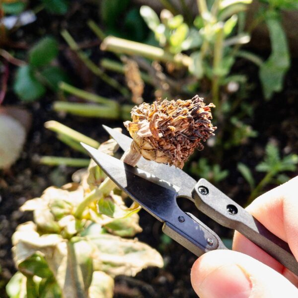 Seattle Seed Co. - Herb Snips - Image 5