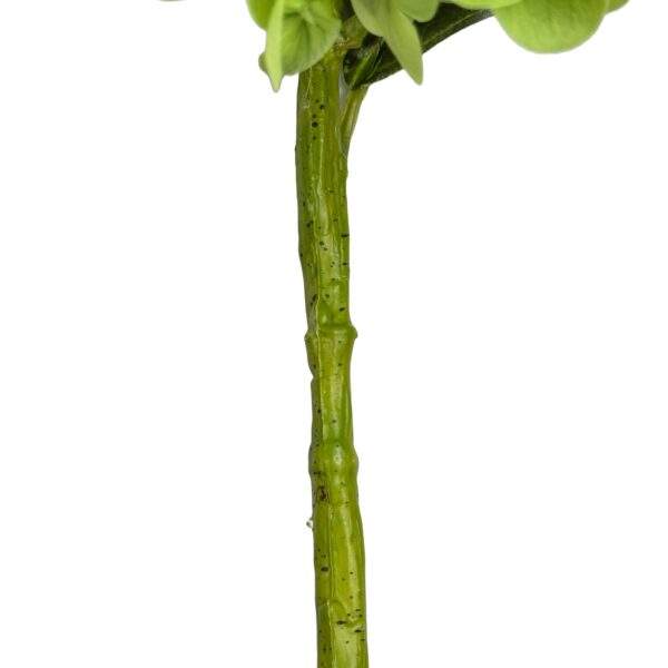 22" Large Bloom Ultra Realistic Real Touch Hydrangea: Green - Image 8
