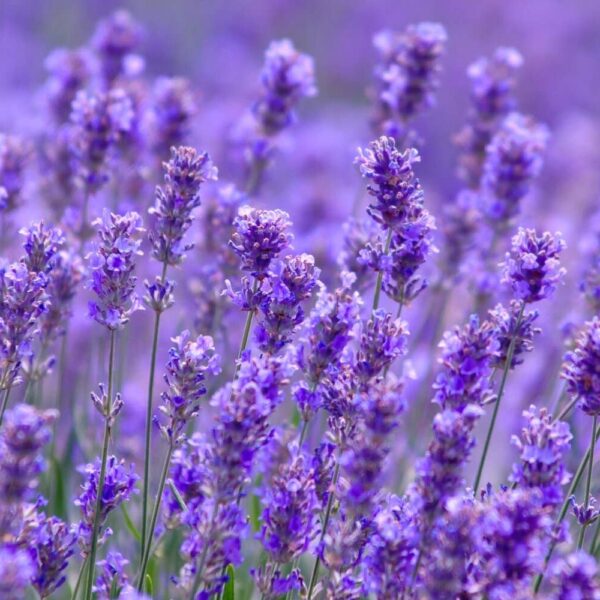 Lavender Handmade Soap - Image 5