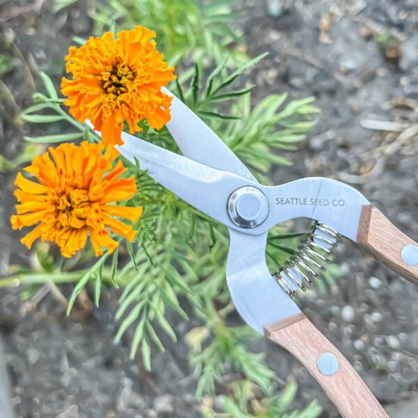 Seattle Seed Co. - Straight Shears - Wood Handled Garden Tool - Image 2