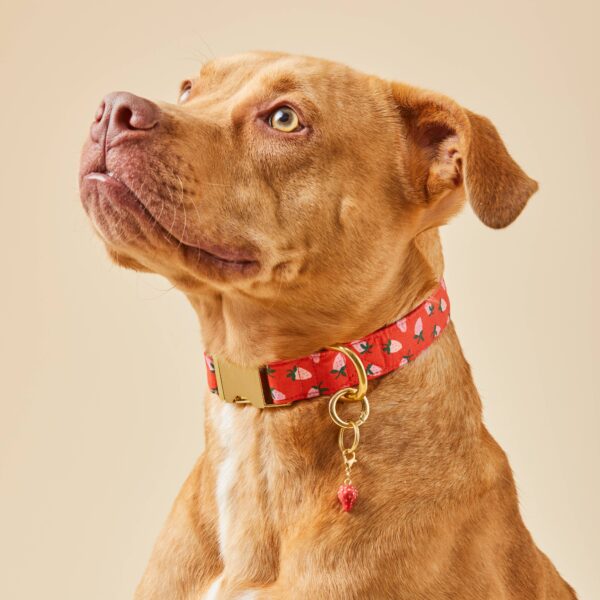 Berry Sweet Valentine's Day Dog Collar: S / Gold - Image 4