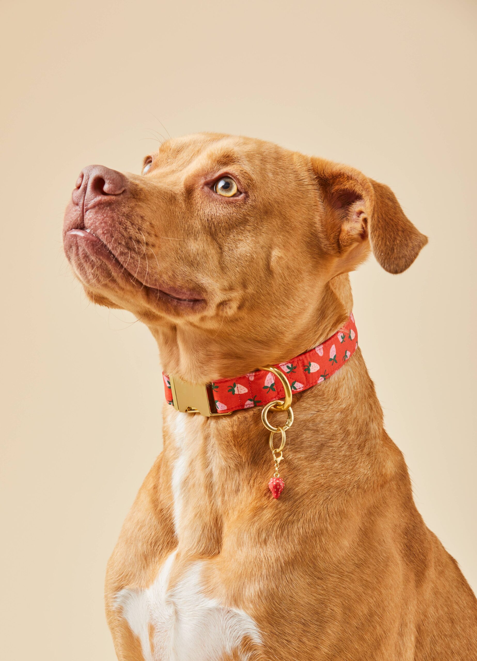 Berry Sweet Valentine's Day Dog Collar: M / Gold