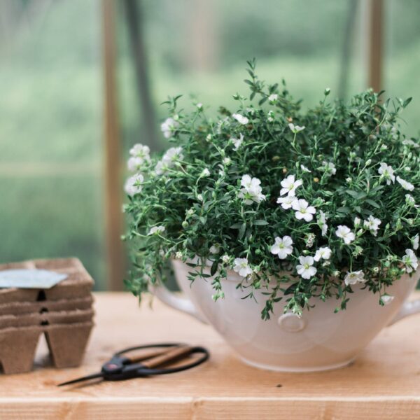 etúHOME - Handthrown Serving Bowl - Image 10