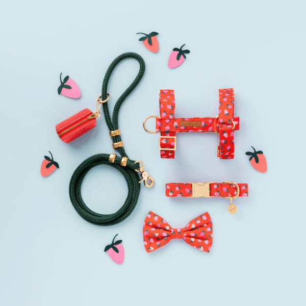 Berry Sweet Valentine's Day Dog Collar: S / Gold - Image 5