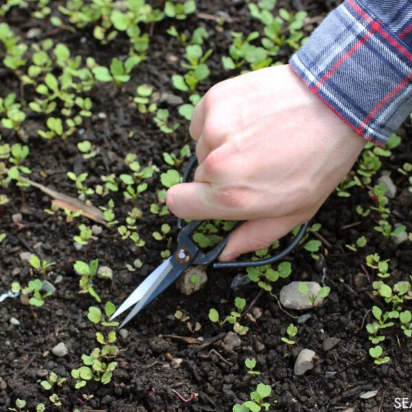 Seattle Seed Co. - Forged Steel Pruning Shears - Image 4