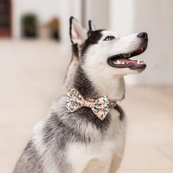 Peaches and Cream Dog Bow Tie: Large - Image 2