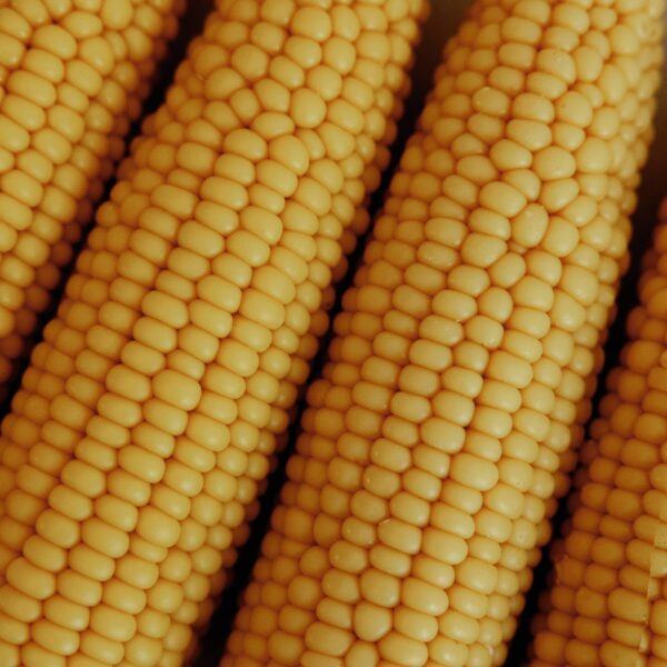 Corn cob pillar candle, 1pc corn, Pumpkin Chai - Image 4