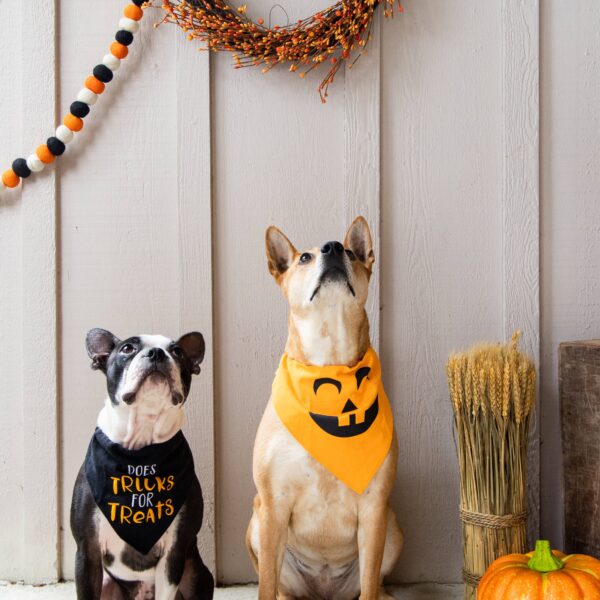 Trick or Treat Dog Halloween Bandana, S/M - Image 3
