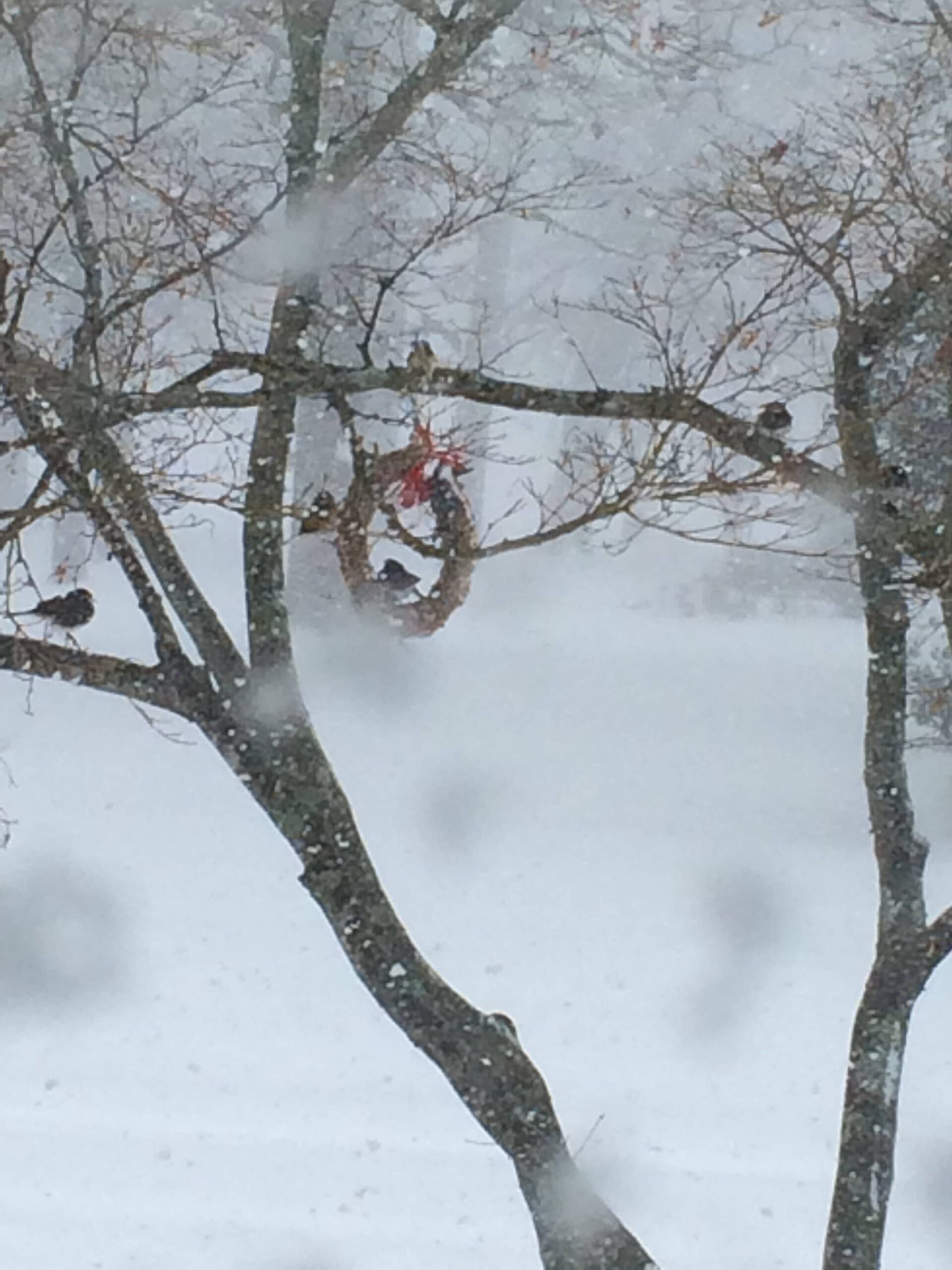 Rustic Wreath: 10" - Image 3