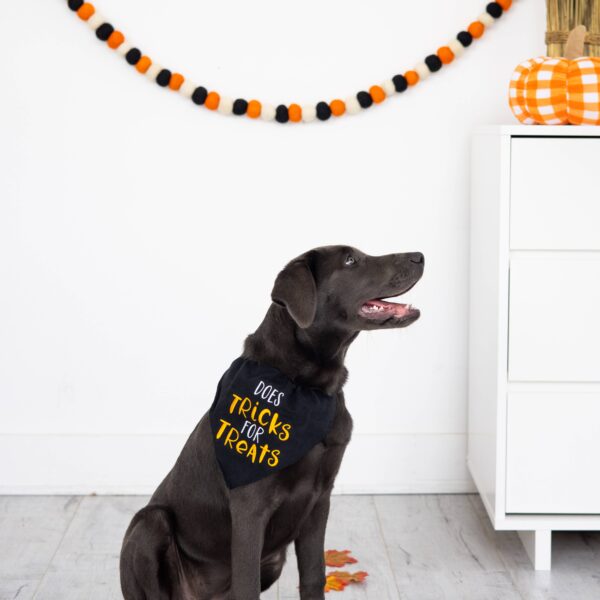 Trick or Treat Dog Halloween Bandana, S/M - Image 2