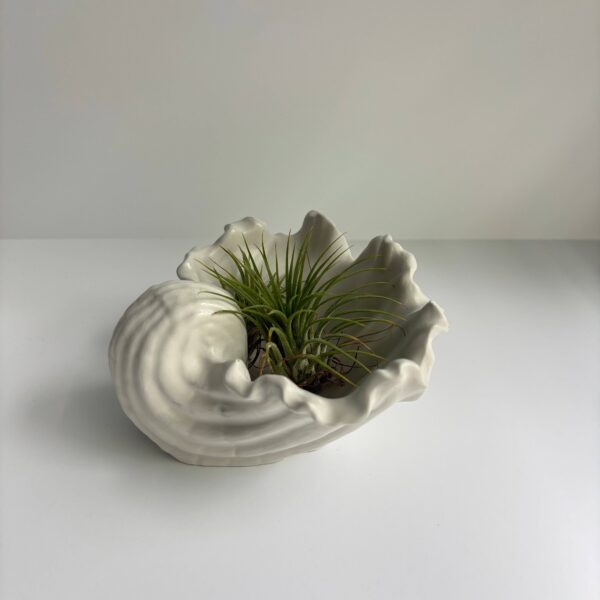 Selene Shell - Concrete Shell Bowl-Dish | Coastal Decorative: Earth Fusion - Image 10
