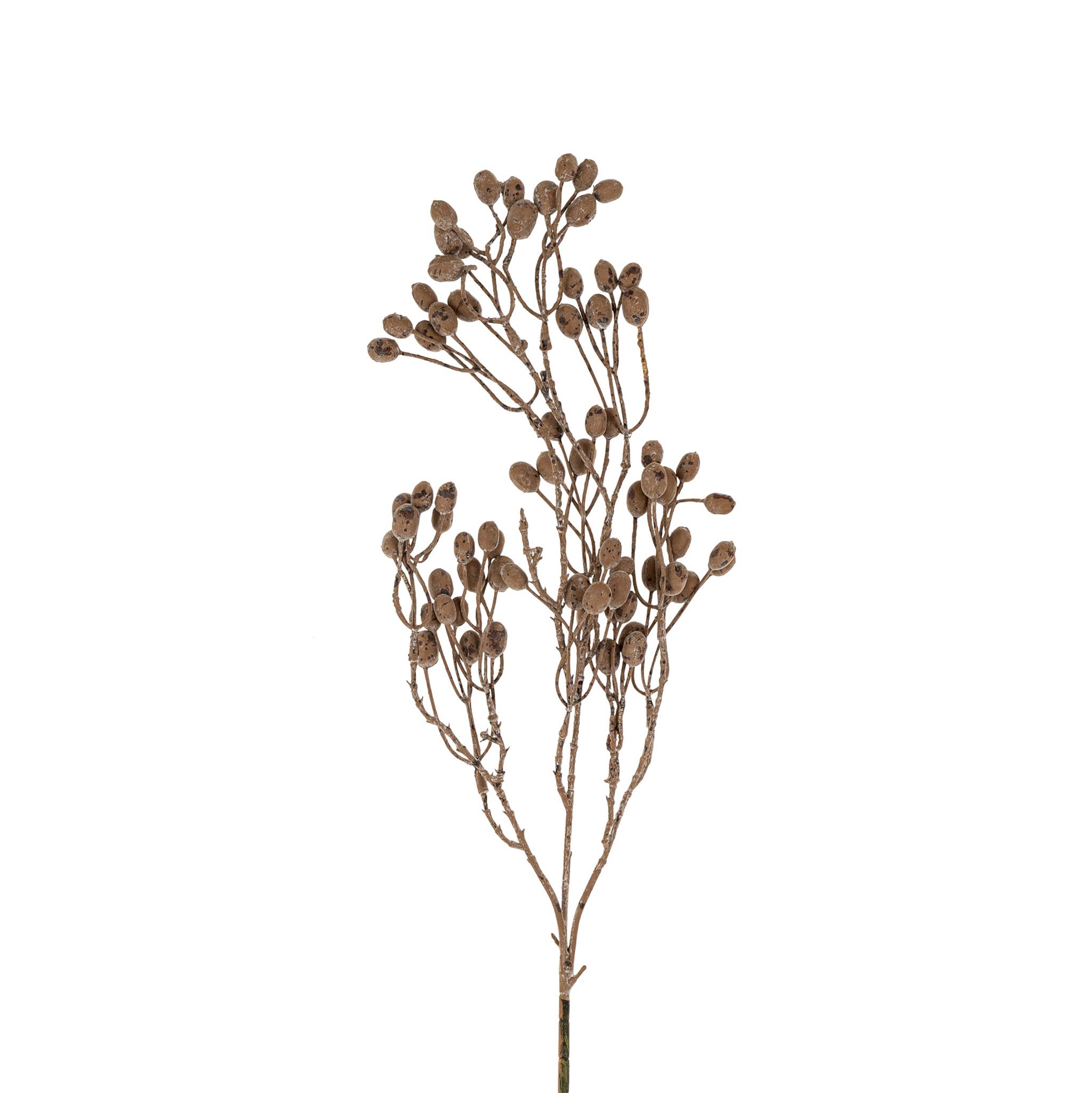 Dripping Dried Berry Branch