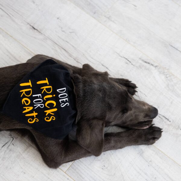 Trick or Treat Dog Halloween Bandana, S/M - Image 4