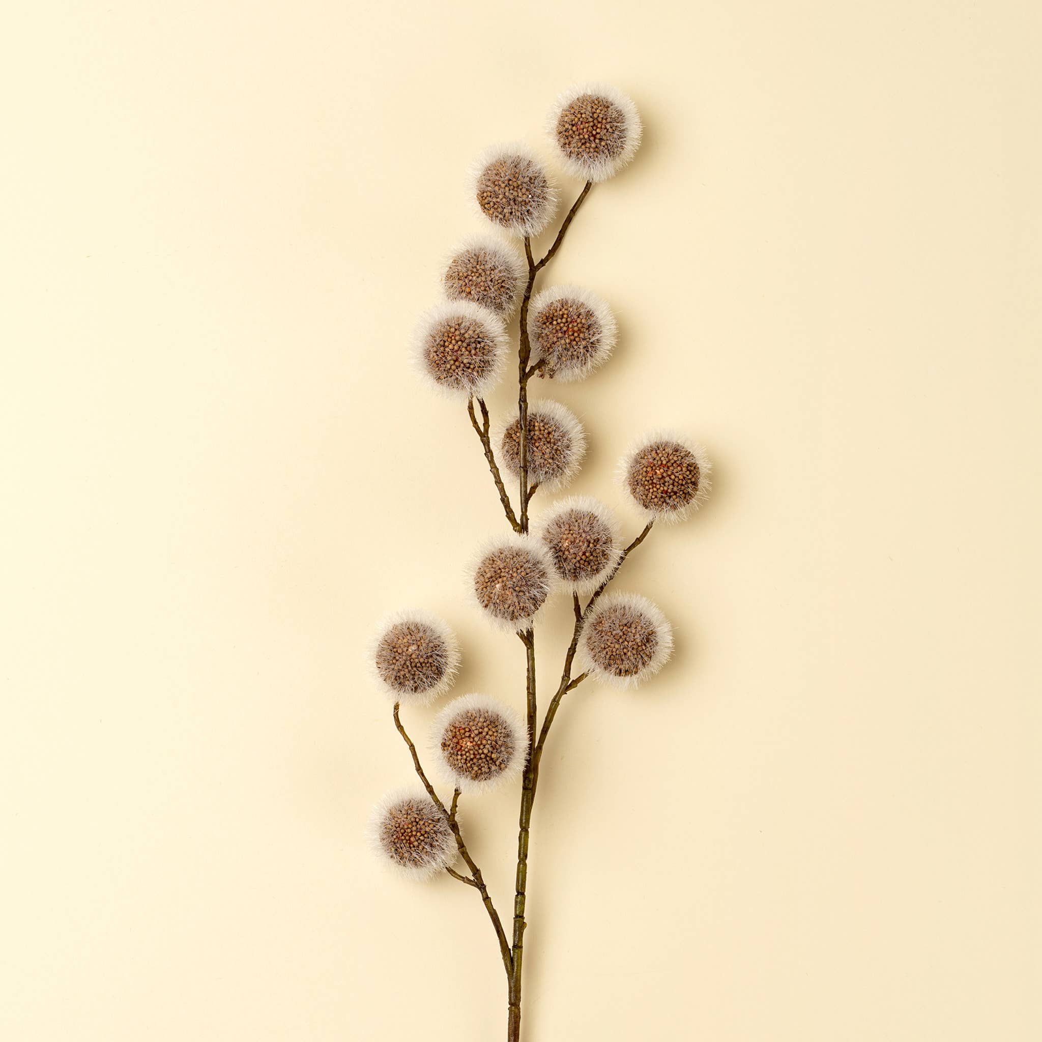 Sycamore Pod Spray