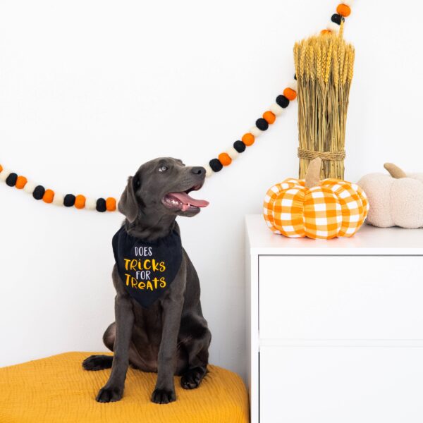 Trick or Treat Dog Halloween Bandana, S/M - Image 5